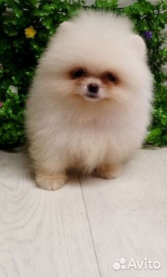 Щенки померанского шпица