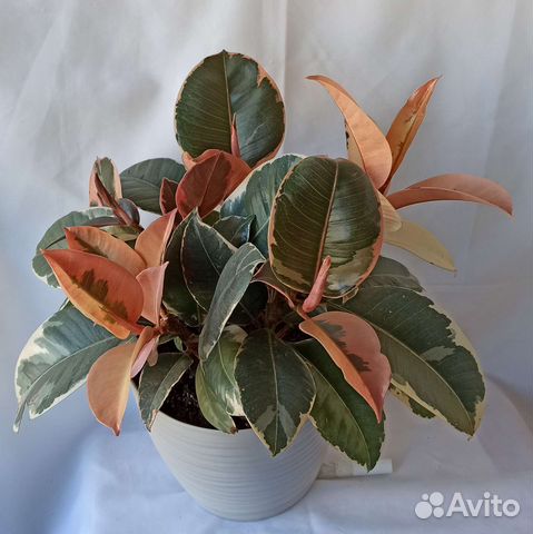 Фикусы разные