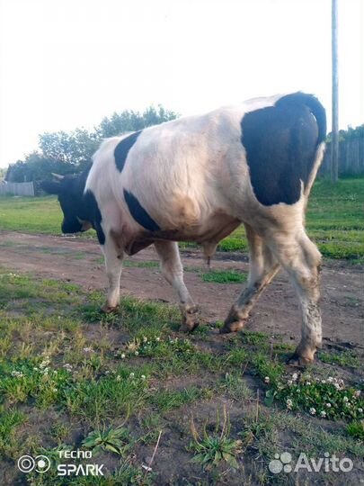 Продам 1 год