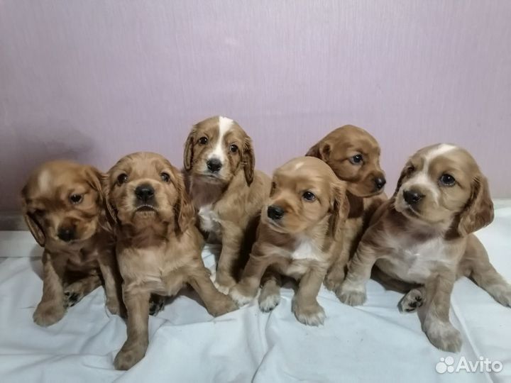 Английский кокер спаниель