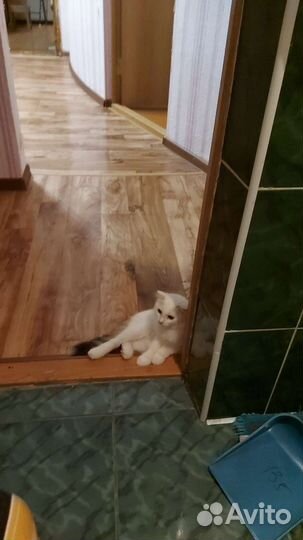 Гостиница для животных