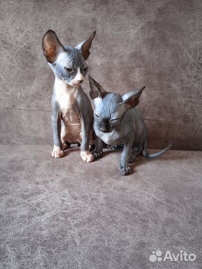 Канадский сфинкс котята