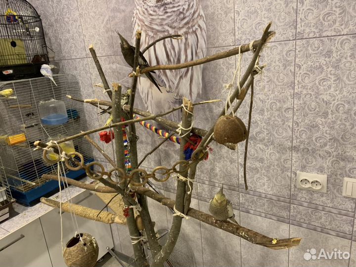 Попугайчики