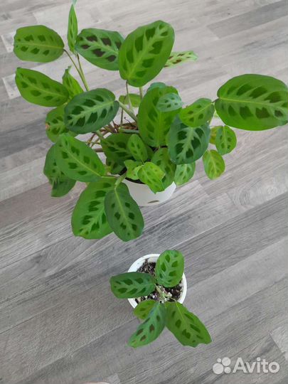 Комнатные растения