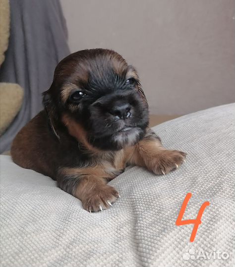 Собаки щенки таксы