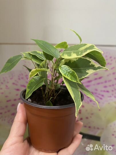 Фикус бенджамина