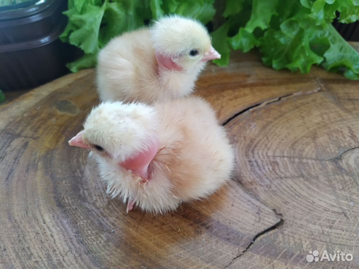 Цыплята цветной бройлер (несушки)