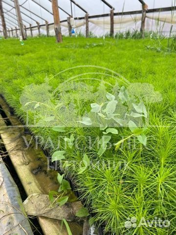 Лиственница Сибирская зкс сеянцы