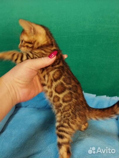 Бенгальская