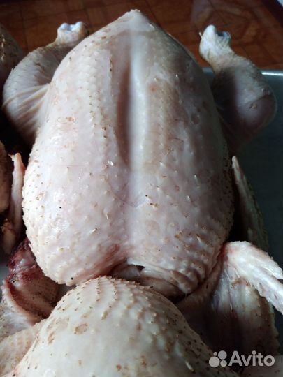 Куры бройлеры