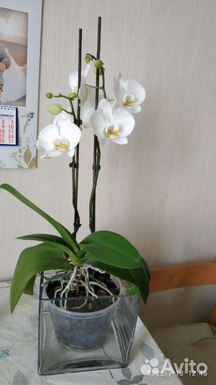 Ваза интерьерная