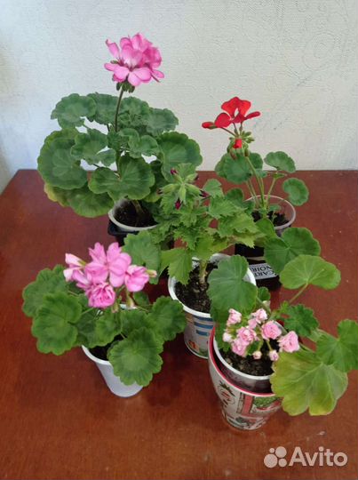 Герань пеларгония