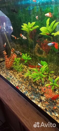 Аквариум с тумбой 200литров