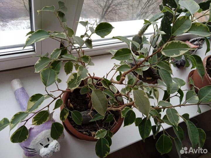 Фикус бенджамина пестролистный