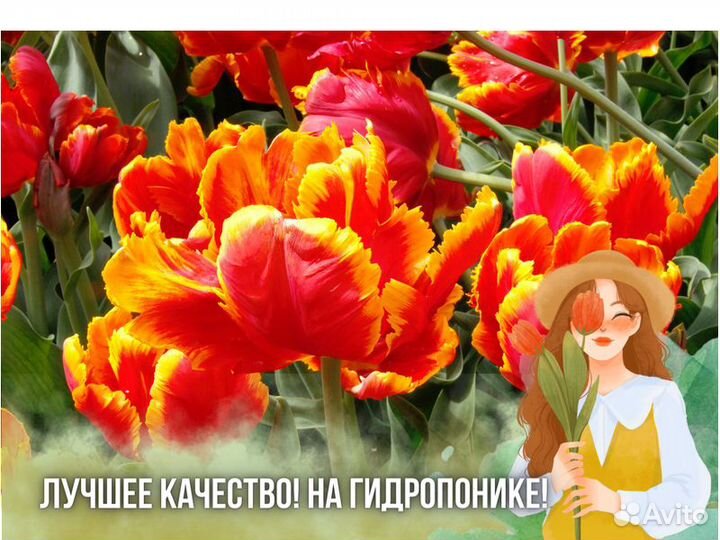 Тюльпаны оптом от производителя