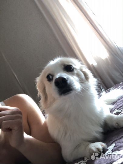 Клюха ищет жениха, Вязка японский шпиц