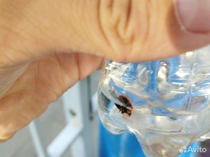 Очень милый жук пожарник выглядит как