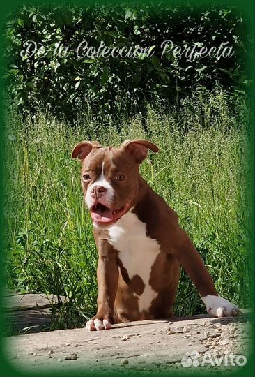 Счастливые булли