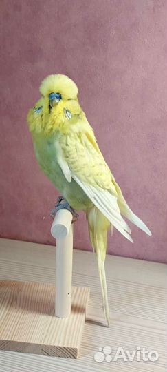 Выставочный волнистый попугай