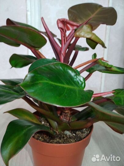 Филодендрон