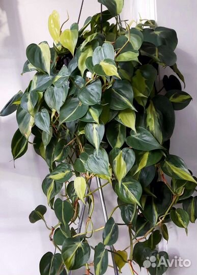 Аглаонема, сцинданпус серебристый