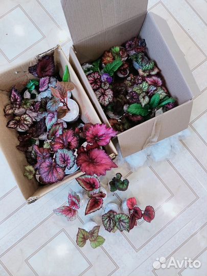 Сеянцы декоративно лиственных бегоний