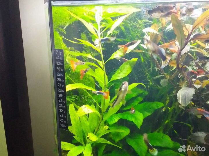 Аквариумные растения.Гуппи