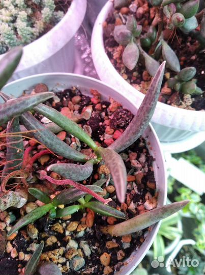 Адромискус