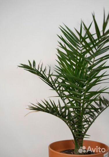 Финиковая пальма робилини