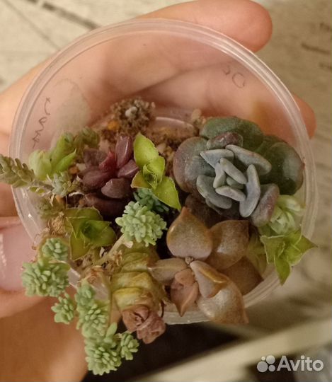 Суккуленты