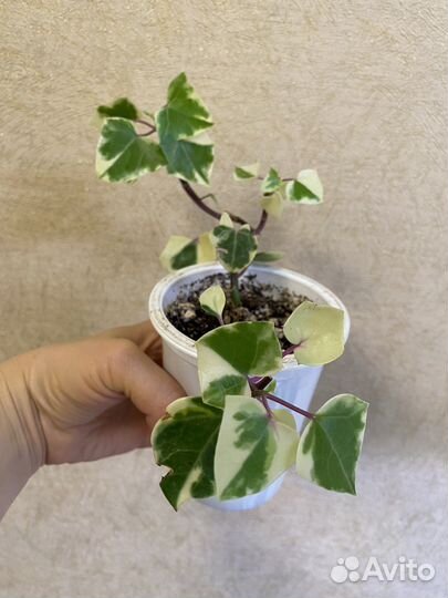 Комнатные растения,цветы.Разные