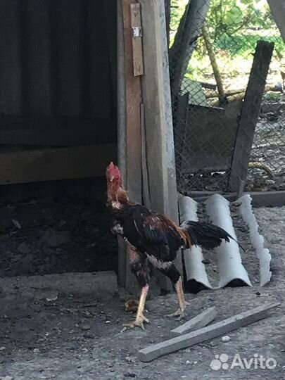 Бойцовые петухи