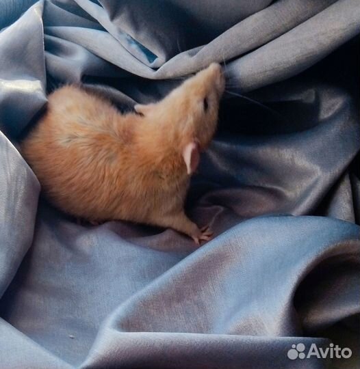 Крысята дамбо Фавн Лонг рекс