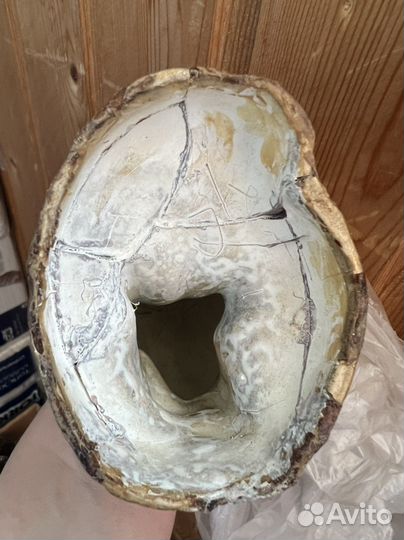 Птица павлин