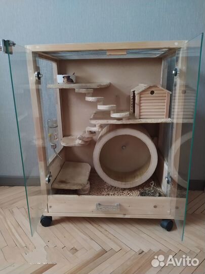 Отдадим шиншиллу в добрые руки