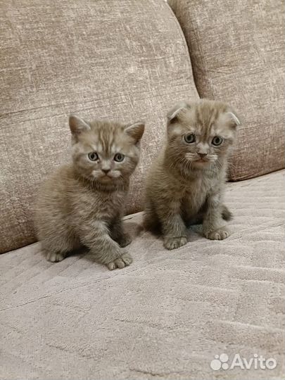 Шотландская вислоухая