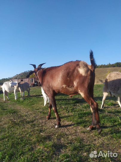 Нубийский козел