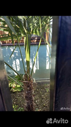 Пальма веерная