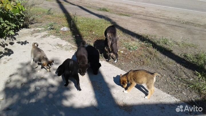 Щенячий дет.сад