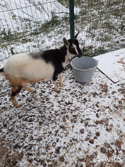 Козел зааненский