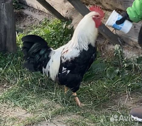 Продам петуха