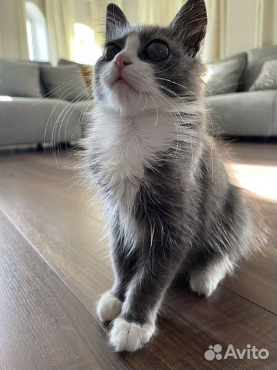 Котик слепой