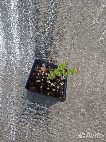 Суккуленты