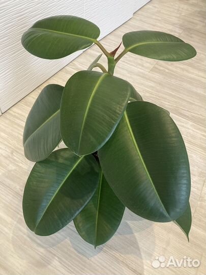 Фикус Робуста (Ficus robusta)