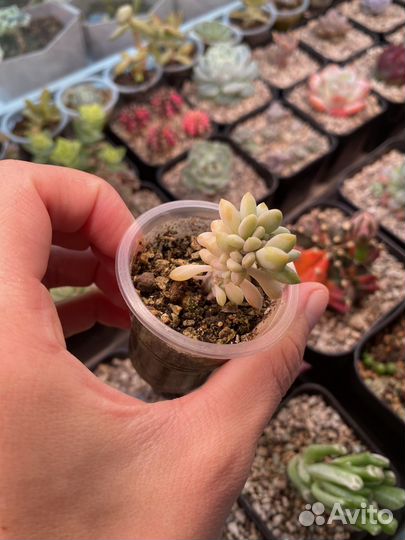 Суккуленты