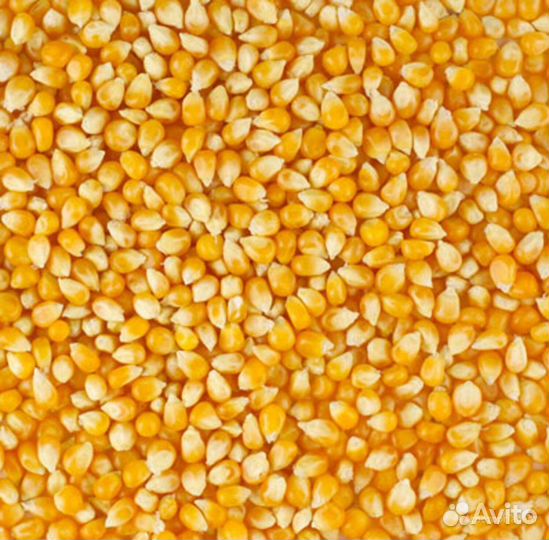 Пшеница / ячмень / кукуруза / горох / Доставка