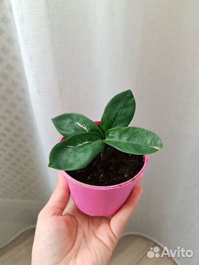 Замиокулькас Зензи