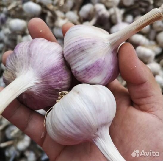 Чеснок домашний