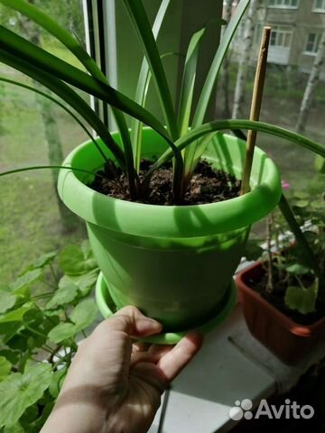 Гиппеаструм амариллис