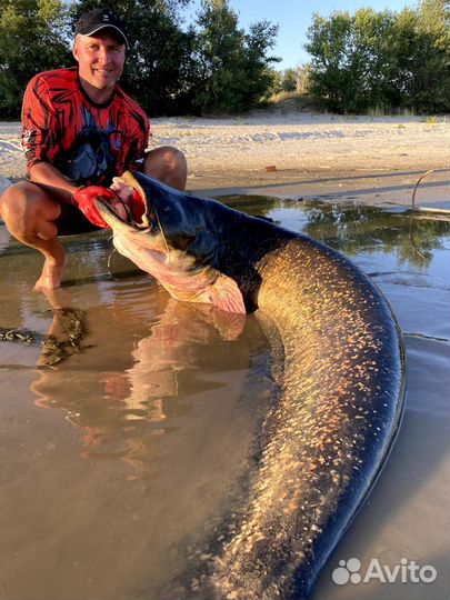 Трофейная рыбалка на сомов и судаков